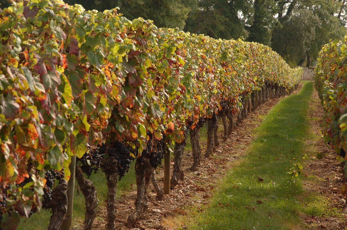 Coffret La Verticale - Vin rouge AOC Cahors – Boutique officielle du  Château Lagrézette